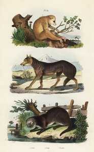 Loris mince rouge, Loris tardigradus en danger, loup, Canis lupus, et loutre d