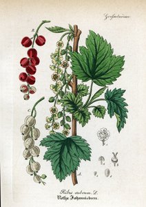 Groseille, Ribes rubrum - Unbekannter Künstler