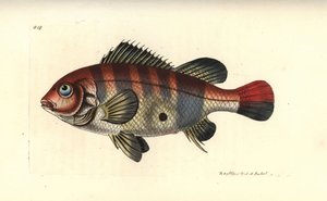 Eartheater à rayures rouges, Geophagus surinamensis (sparus du Surinam, Sparus surinamensis). Illustration dessinée et gravée par Richard Polydore Nodder. Gravure en cuivre colorée à la main tirée de « The Naturalist
