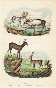 Renne, Rangifer tarandus 1, élan, Alces alces 2, cerf élaphe, Cervus elaphus 3, et chevreuil européen, Capreolus capreolus 4