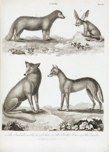 Renards et chacals - Unbekannt