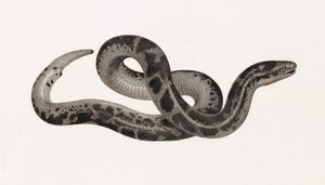 Reptiles : un serpent de Thébaïde - Unbekannt