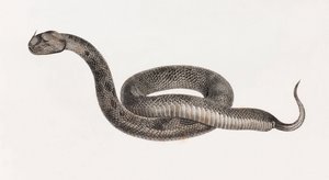 Reptiles : Une vipère - Unbekannt