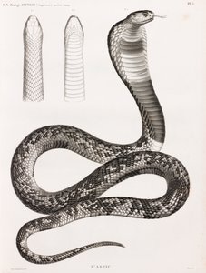 Reptiles : Un aspic - Unbekannt