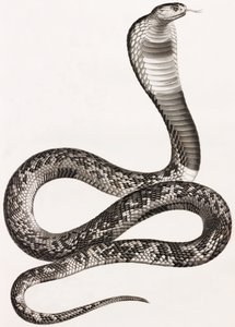 Reptiles : Un Aspic - Unbekannt
