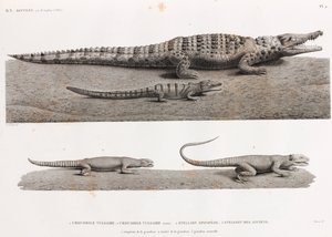 Reptiles : crocodiles et stellions - Unbekannt