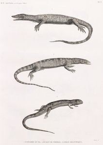 Reptiles : Tupinambis du Nil - Unbekannt