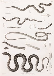 Reptiles : Vipères et serpents - Unbekannt