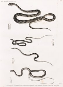 Reptiles : série d