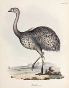 Rhéa, Amérique du Sud, vers 1832-1836