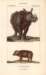 Rhinocéros et daman ou clade