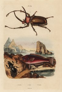 Scarabée rhinocéros, Golofa porteri, poisson-perroquet crétois, Scarus creticus, et scarabée Scarites buparius - Unbekannt