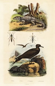 Agame des rochers et labbe parasite (1834-1839) (gravure) - Unbekannter Künstler