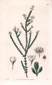 Rock thryptomene, Thryptomene saxicola (arbuste de rocaille du sud-ouest australien) - Unbekannter Künstler