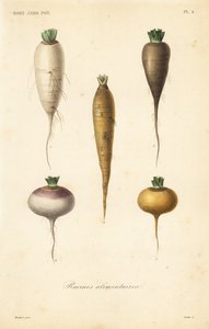 Racines alimentaires - Unbekannt