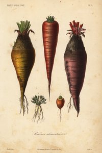 Racines alimentaires