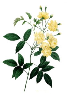 Rose Rosier de Bancks var. à fleurs jaunes, Rosa banksiae, Rose de Banks