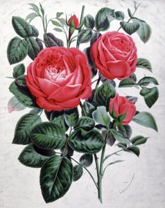 Roses, vers 1850 (gravure) - Unbekannter Künstler