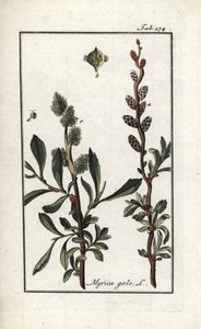 Poivre royal ou myrte des marais (Myrica gale). Lithographie de « Afbeelding der Artseny-Gewassen » par Johannes Zorn (1739-1799), Pays-Bas - Unbekannter Künstler