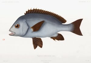Grunt à lèvres de caoutchouc, Algérie - Unbekannter Künstler