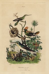 Colibri à queue rousse, Amazilia tzacatl, coquette huppée, Lophornis ornatus, et fée à oreilles noires, Heliothryx auritus - Unbekannt