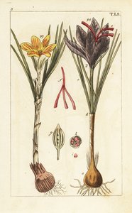 Crocus safran, Crocus sativus