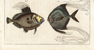 Pierre de Saint (ou poule de mer, dorée ou zee) - fil de cordonnier (ou carangue à plumes) - Saint-Pierre, Zeus faber 126, et pompaneau africain, Alectis ciliaris 127 - Unbekannter Künstler