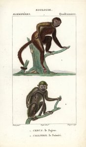 Sajou ou saphogano ou capucin et saimiri ou singe écureuil - Unbekannter Künstler