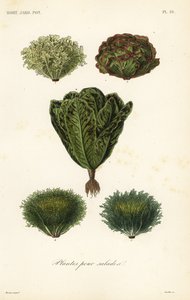 Légumes pour salades