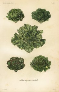 Légumes pour salades - Unbekannt