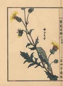 Sanhichisou ou passion pourpre japonaise, Gynura japonica - Unbekannter Künstler