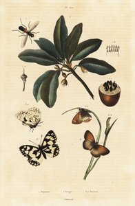 Sapotille et papillons de nuit