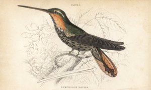 Ermite à bec denté, Ramphodon naevius (Colibri à bec denté tacheté). Gravure sur acier colorée par William Lizars de la Naturalist