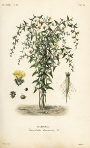 Scammonée, Convolvulus scammonia