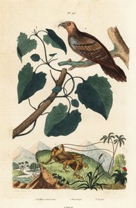 Grillon Schizodactylus monstrosus, guacharo, Steatornis caripensis, et liane Mikania guaco - Unbekannt