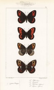 Argus écossais, Erebia aethiops, grand némusien, Erebia euryale, némusien d