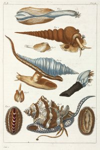 Créatures marines - Unbekannt