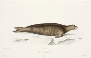 Phoque - Unbekannter Künstler