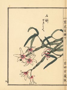 Sekkoku, dendrobium de Mohl ou orchidée de pierre japonaise, Dendrobium moniliforme. De Kusa Bana Hyakushu (Cent Variétés de Fleurs), Tokyo, Yamada - Unbekannter Künstler