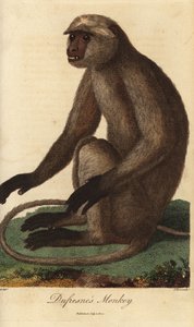 Semnopithèque entelle - Langur gris ou langur d