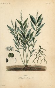 Sénécaire, Polygala senega - Unbekannt