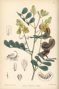 Séné du Sénégal, séné italien ou séné de Port Royal, Senna italica (Cassia obovata). Lithographie coloriée à la main par Hanhart d