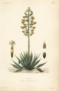Agave, Agave americana - Unbekannt