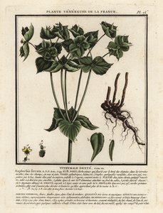 Euphorbe dentée, Euphorbia serrata