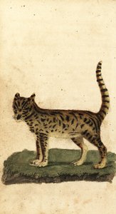 Serval, Leptailurus serval (gravure) - Unbekannter Künstler