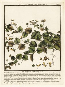 Cynoglosse des champs, Kickxia elatine