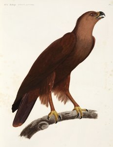 Aigle criard, Égypte