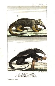 Fourmilier soyeux ou fourmilier pygmée (Fourmilier) (Cagouare d