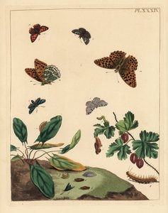 Papillon nacré, Argynnis paphia, zygène de la spirée, Adscita statices, ou phalène de la groseille, Halia vauaria, petit cuivré, Lycaena phlaeas, hespérie de la houque, Erynnis tages, et groseillier, Ribes grossularia - Unbekannter Künstler