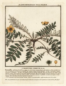 Potentille ansérine, Potentilla anserina - Unbekannter Künstler
